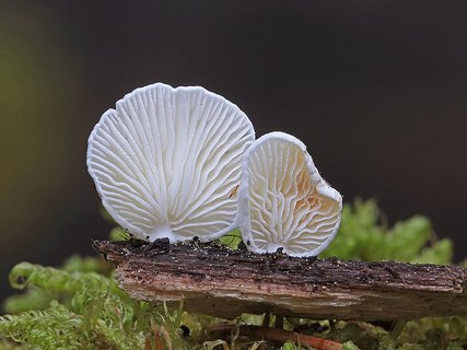 Cheimonophyllum candidissimum