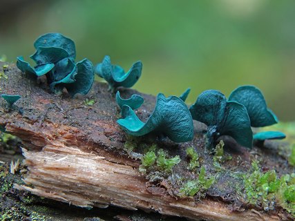 Chlorociboria aeruginascens