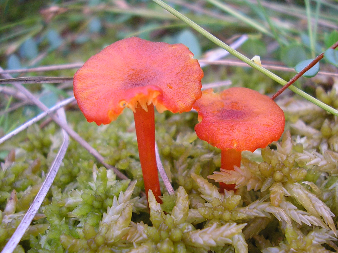 Hygrocybe helobia