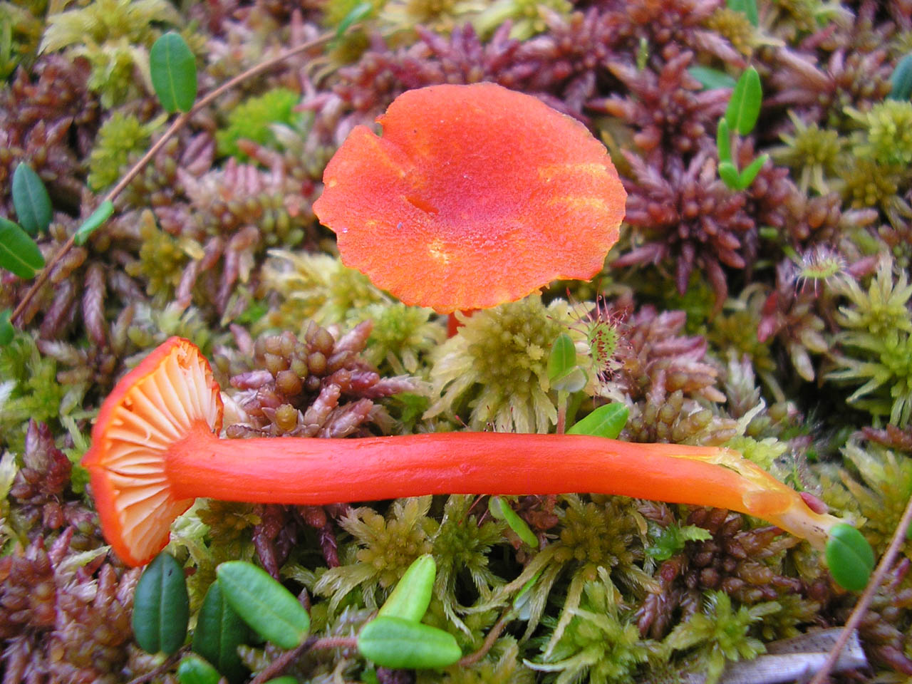 Hygrocybe helobia
