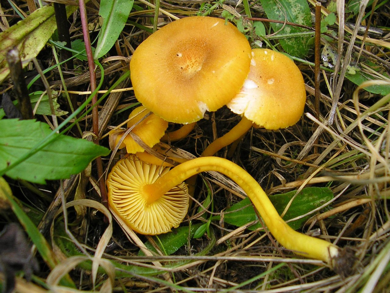 Hygrocybe swanetica