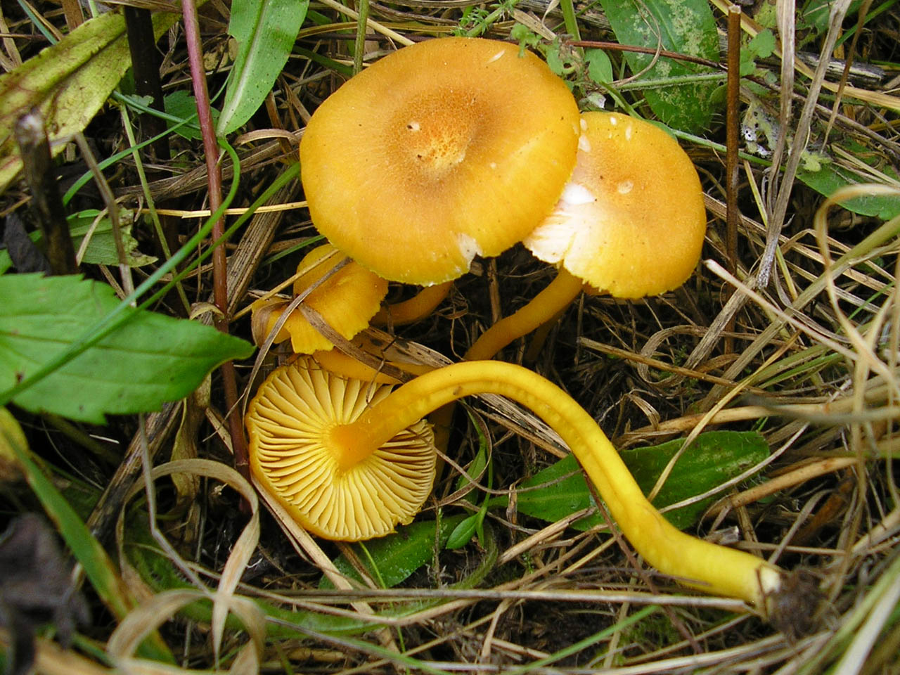 Hygrocybe swanetica