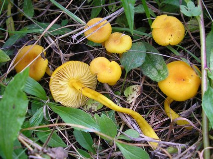 Hygrocybe swanetica