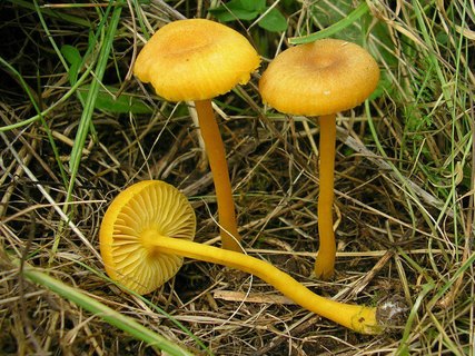 Hygrocybe swanetica