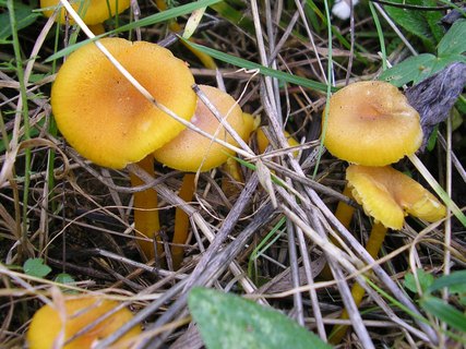 Hygrocybe swanetica