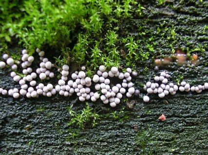 Badhamia foliicola