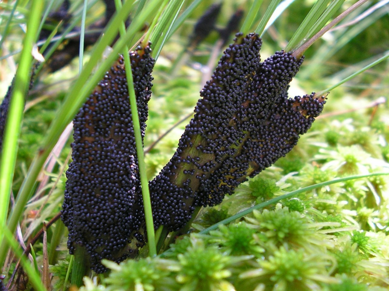 Badhamia lilacina