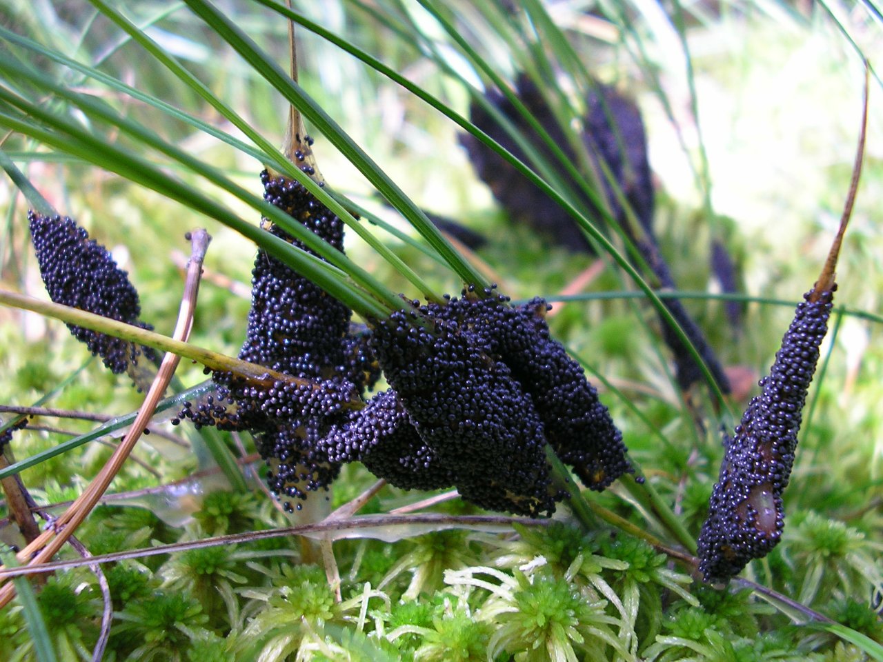 Badhamia lilacina