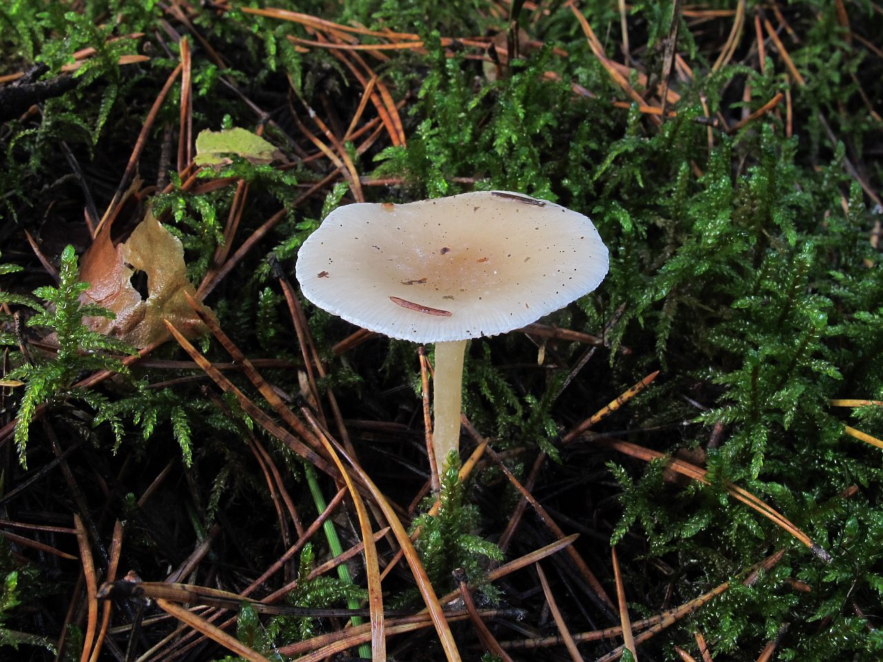 Clitocybe diatreta