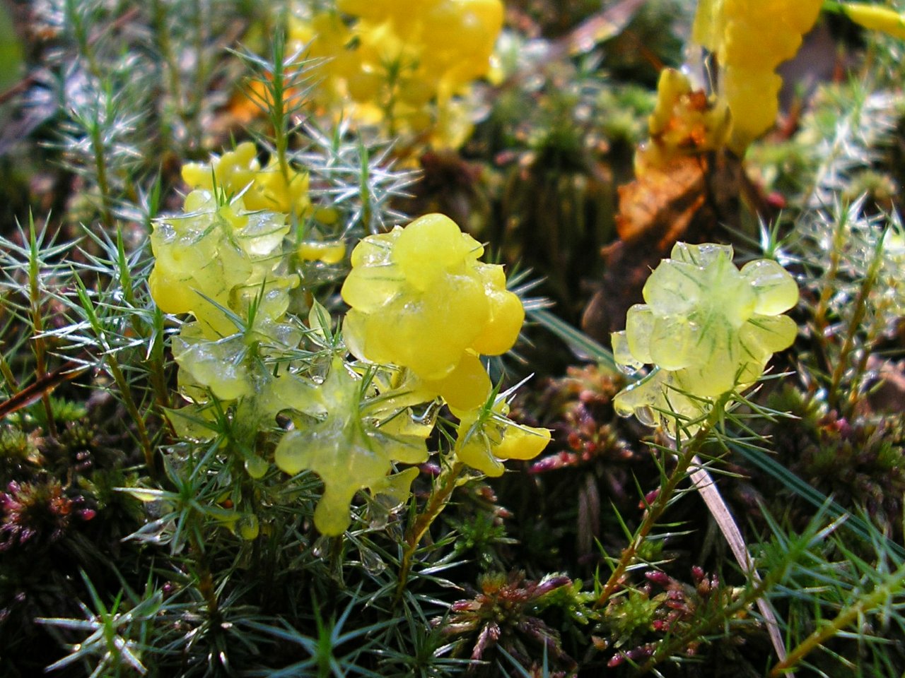 Badhamia lilacina