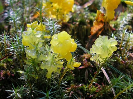 Badhamia lilacina