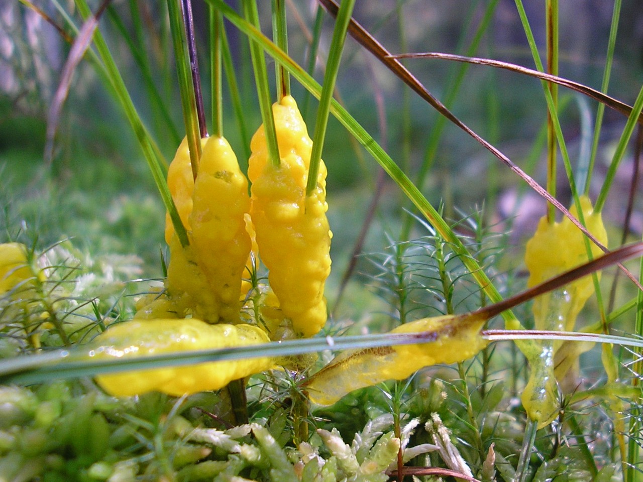 Badhamia lilacina