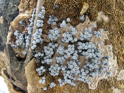 Badhamia utricularis