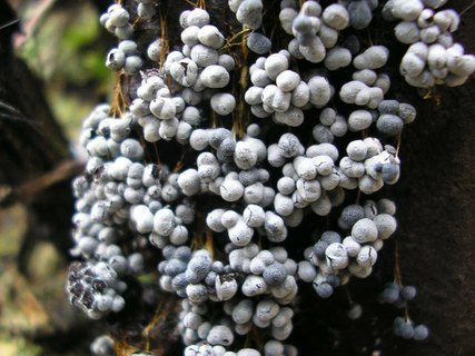 Badhamia utricularis