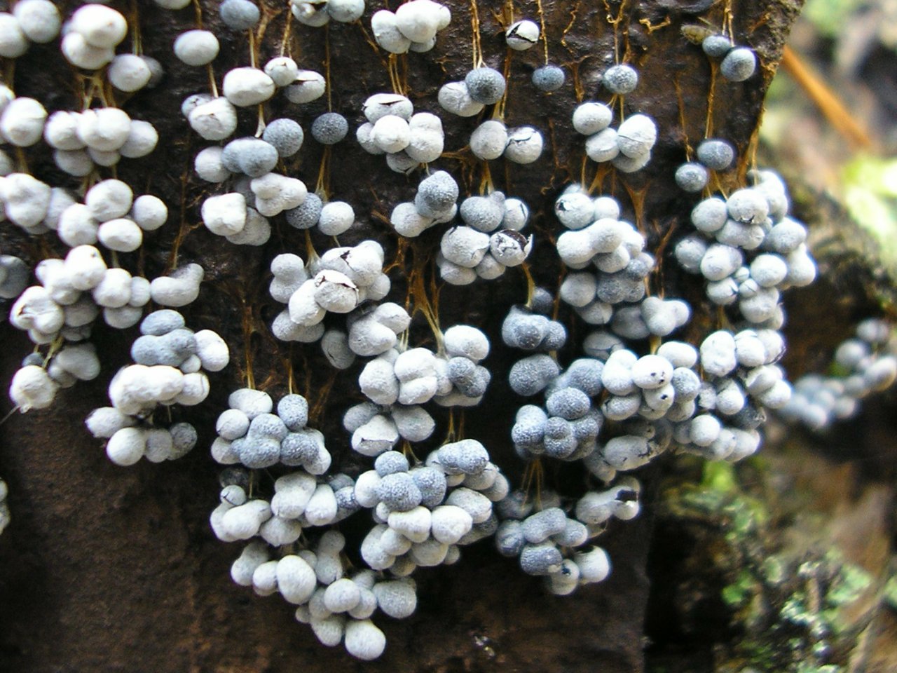Badhamia utricularis