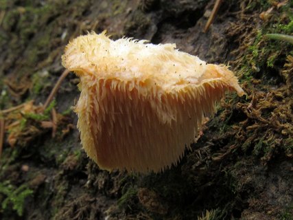 Hericium cirrhatum