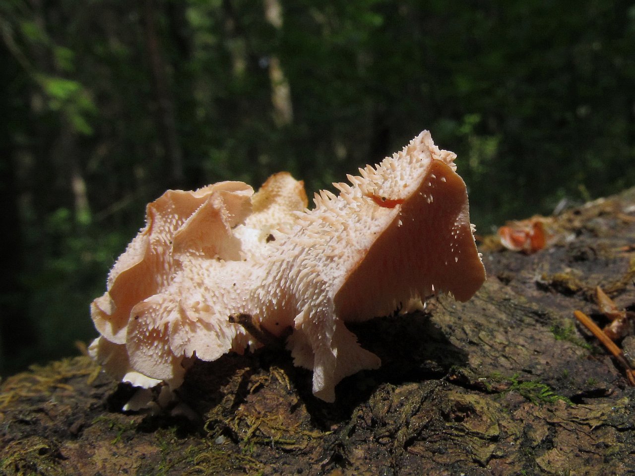 Hericium cirrhatum