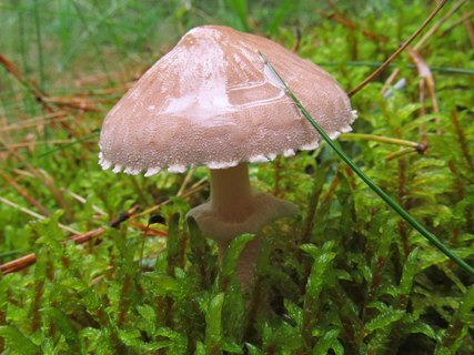 Cystoderma carcharias