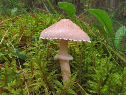 Cystoderma carcharias