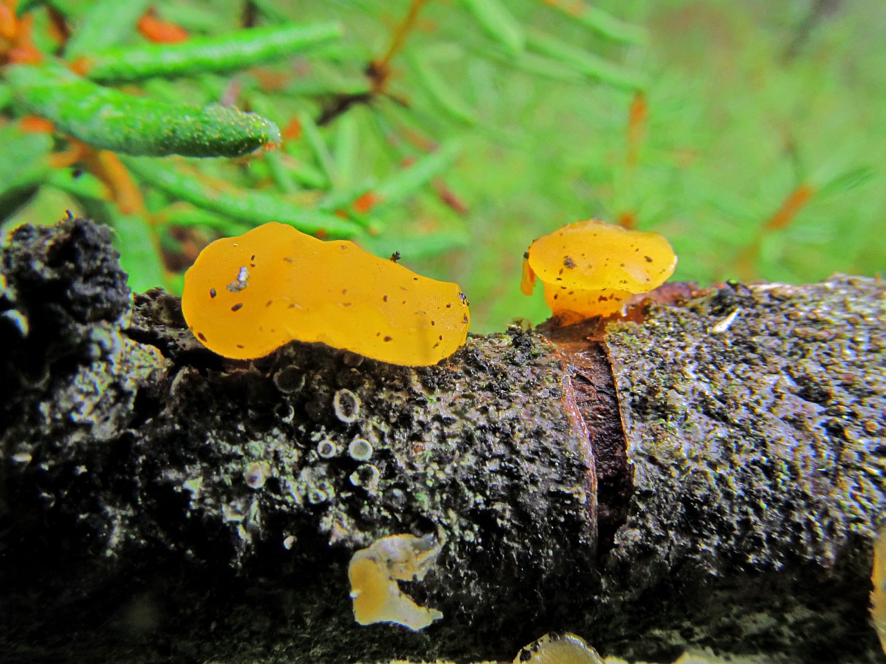 Ditiola peziziformis