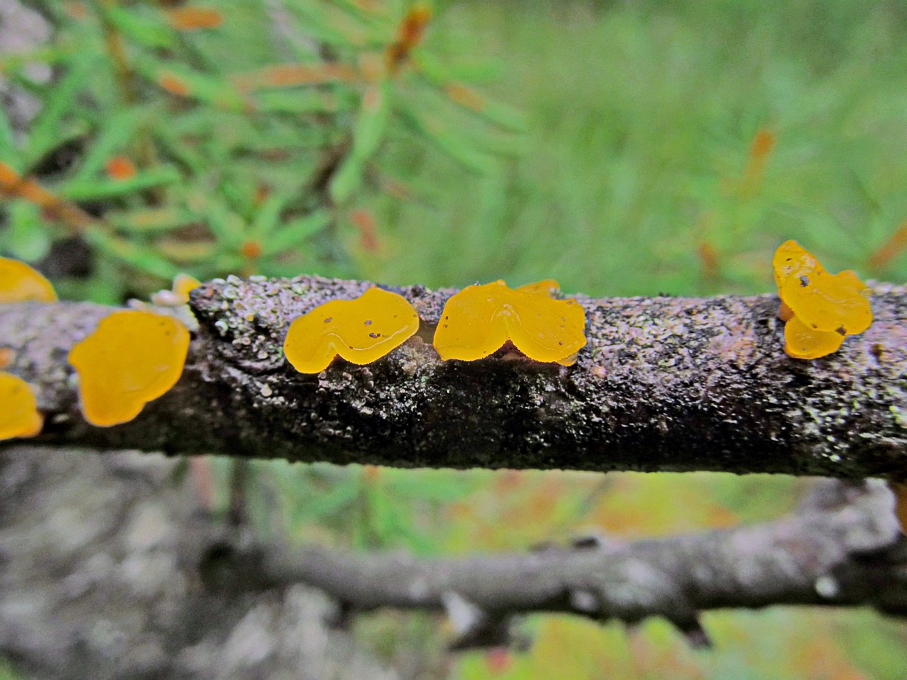Ditiola peziziformis