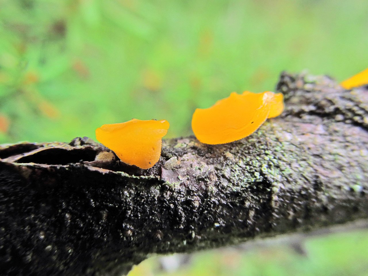 Ditiola peziziformis
