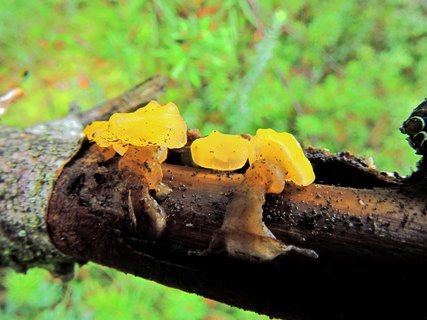 Ditiola peziziformis
