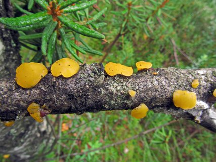 Ditiola peziziformis