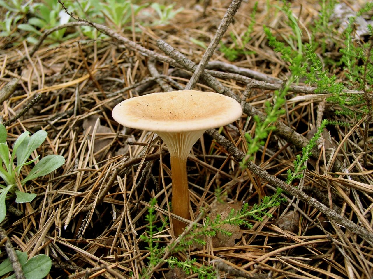 Clitocybe geotropa