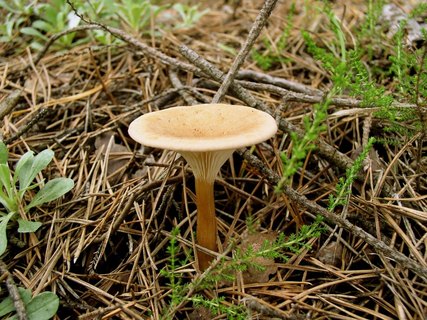 Clitocybe geotropa