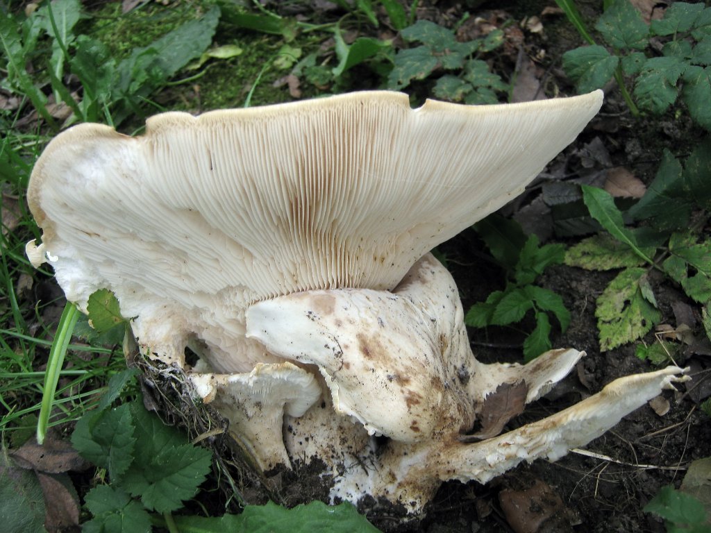 Leucopaxillus giganteus