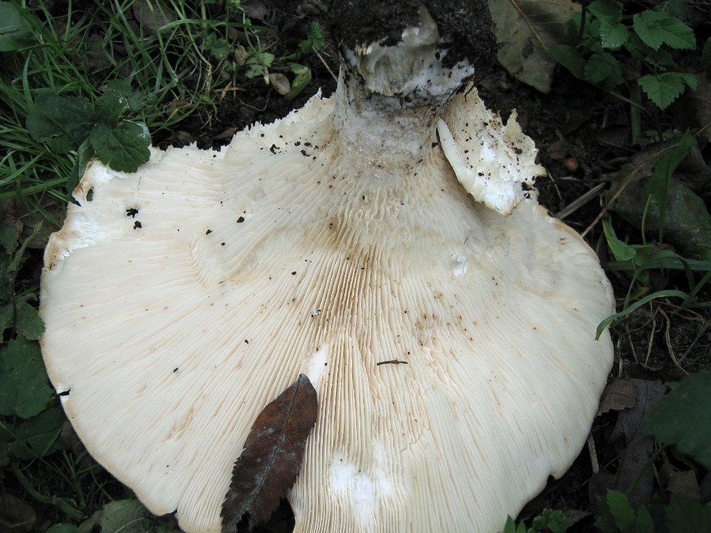 Leucopaxillus giganteus