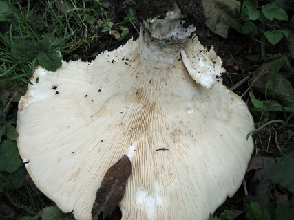 Leucopaxillus giganteus