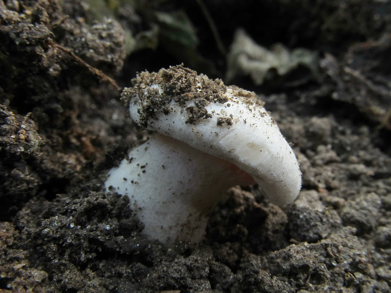 Leucopaxillus giganteus