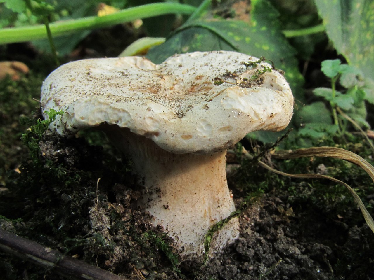 Leucopaxillus giganteus