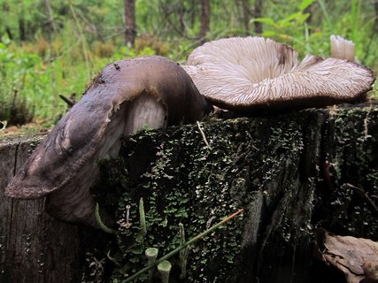 Pluteus atromarginatus