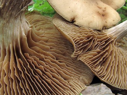 Agrocybe erebia