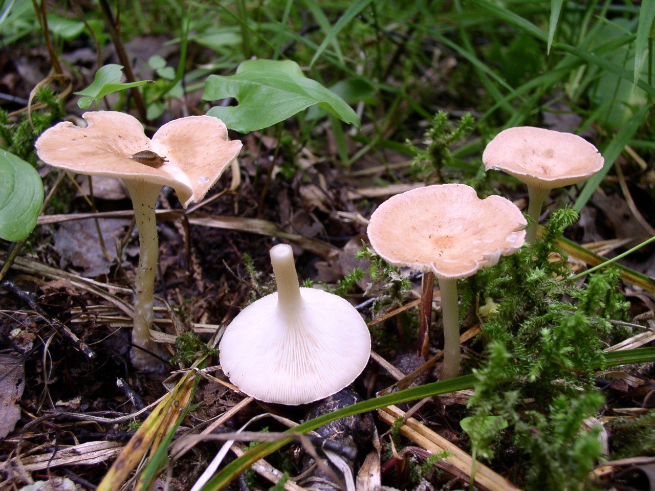 Clitocybe gibba