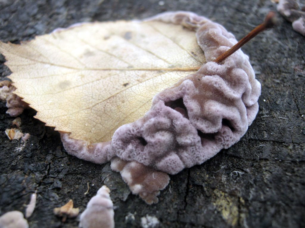 Chondrostereum рurpureum