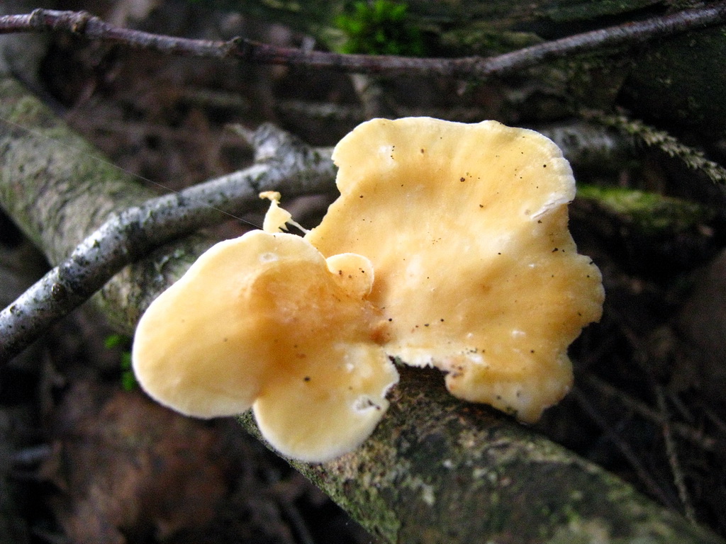Lentinus suavissimus