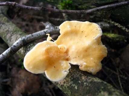 Lentinus suavissimus