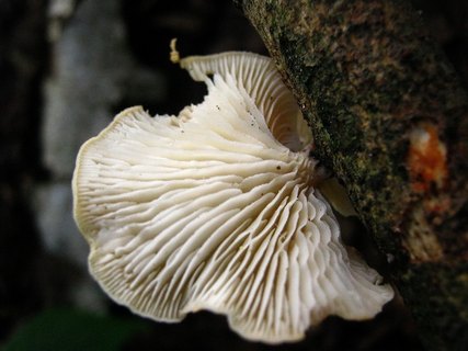 Lentinus suavissimus