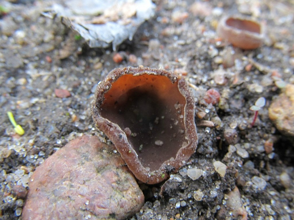 Sclerotinia ficariae