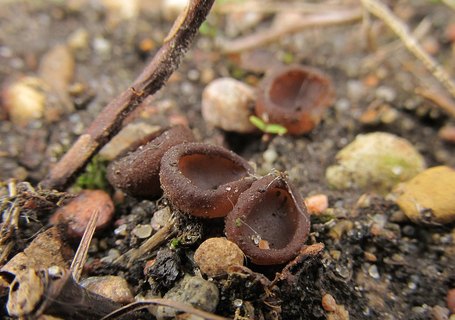 Sclerotinia ficariae
