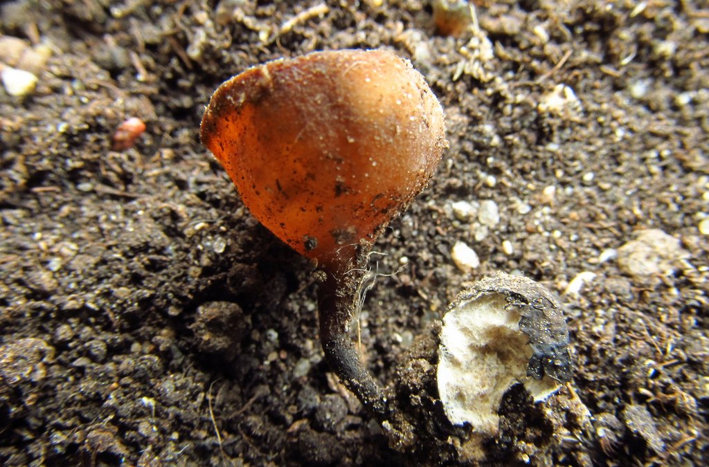 Sclerotinia ficariae