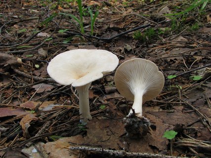 Clitocybe gibba