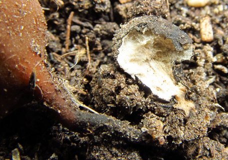 Sclerotinia ficariae