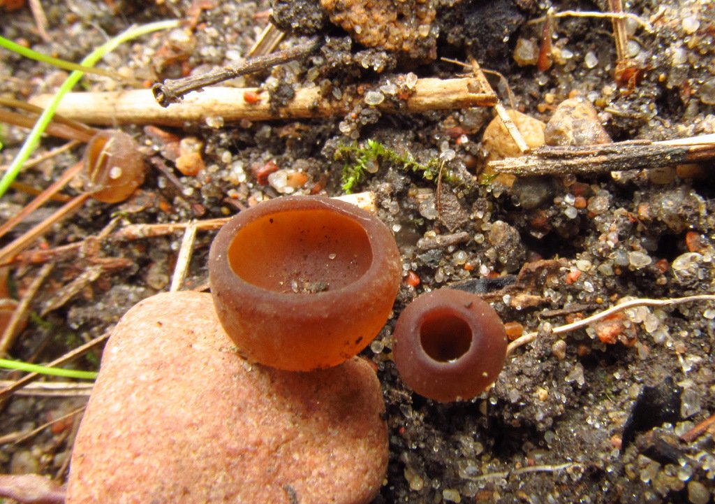 Sclerotinia ficariae