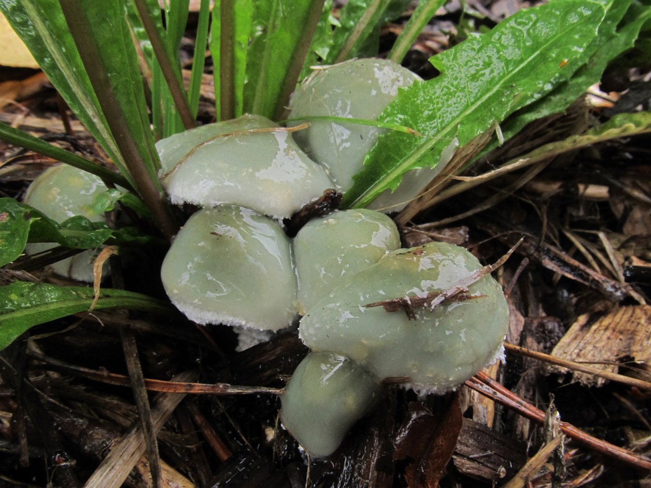 Stropharia caerulea
