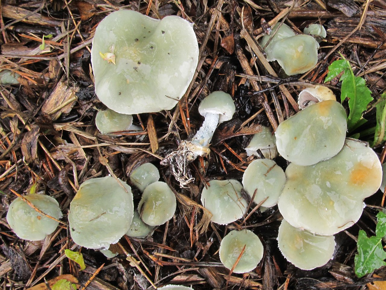 Stropharia caerulea